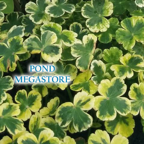 Crystal Ball (Hydrocotyle) <br> Variegated Pennywort <br> Favorite for edges and streams - pondmegastore