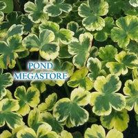 Crystal Ball (Hydrocotyle) <br> Variegated Pennywort <br> Favorite for edges and streams - pondmegastore