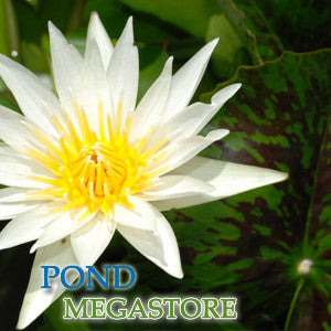 Crystal Waterlily <br> Medium-Large, Day Bloomer <br> Ships Spring 2020 ! - pondmegastore