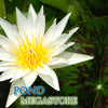 Crystal/Innocence Waterlily <br> Medium-Large, Day Bloomer
