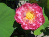 DaBear Lotus <br> Medium-Tall / Exquisite Blooms!