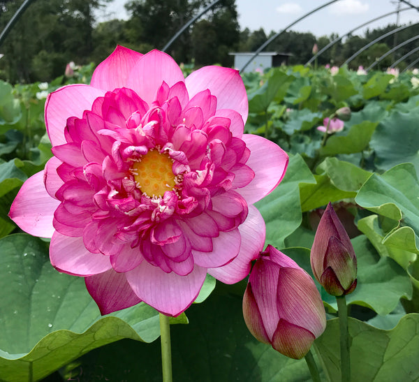 DaBear Lotus <br> Medium-Tall / Exquisite Blooms!