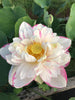Dasajin Lotus , Large Versicolor <br> ❤️ Zac's Top 10 Lotus Selection!