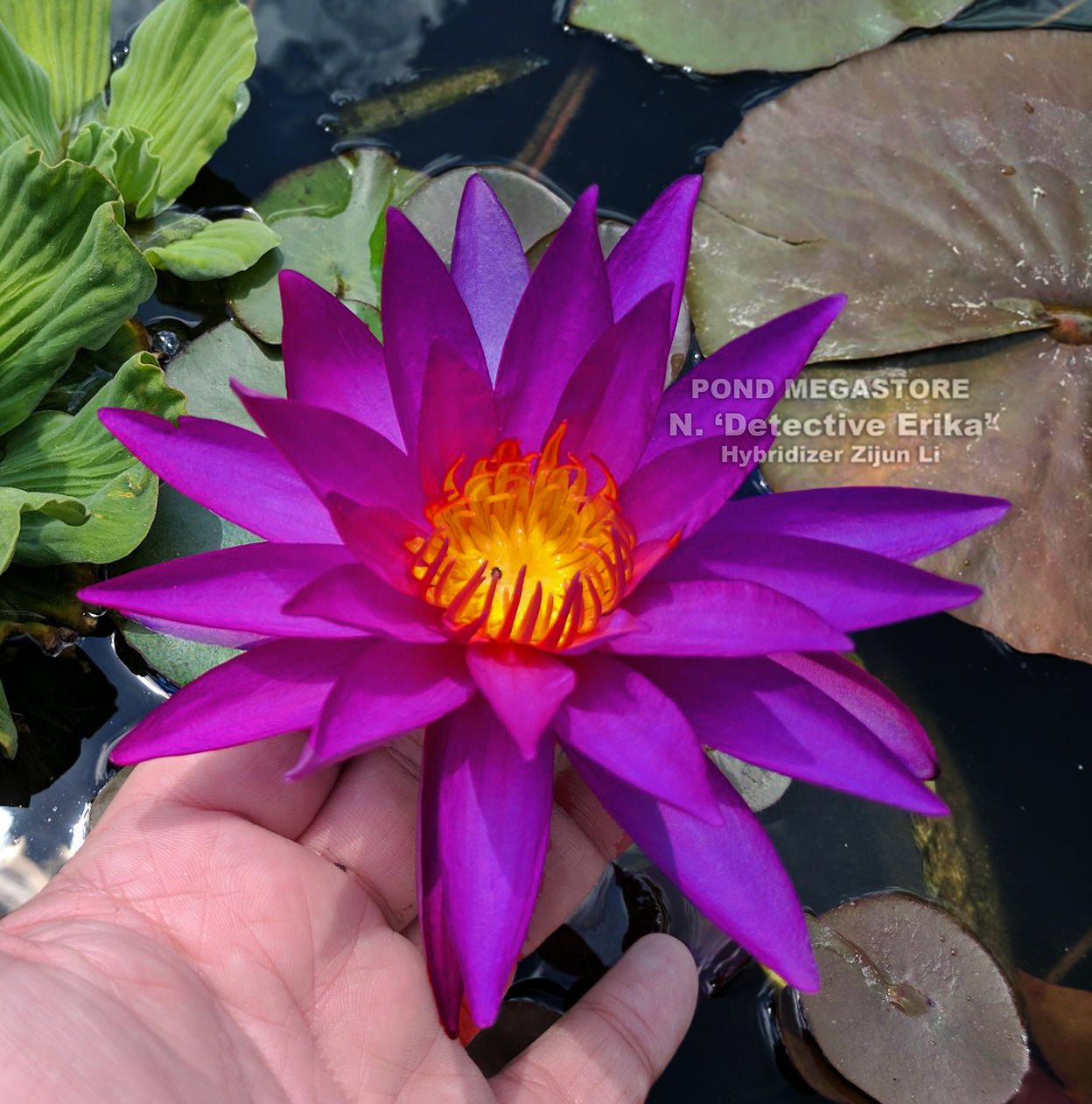 Detective Erika Water Lily <br> Large Hardy Water Lily <br> (More for Sale May 30th 2020) - pondmegastore