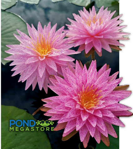 Diamond Crown ISG Hardy Water Lily - Pond Megastore