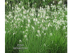 Star Flower <br> White Star Sedge<br> Blooms all summer
