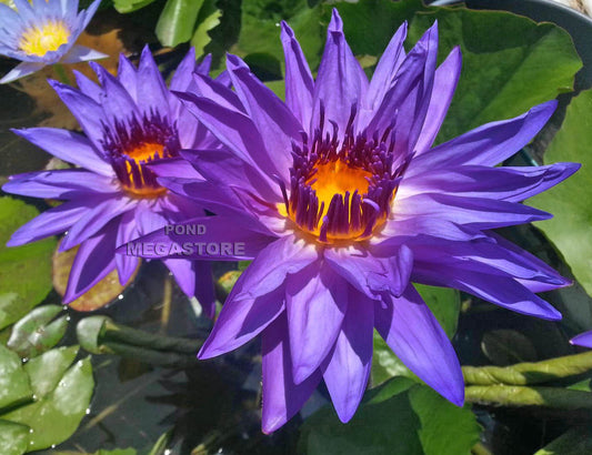 Director George T. Moore Water Lily <br> Day blooming <br> Medium Water Lily <br> Ships Spring 2020 ! - pondmegastore