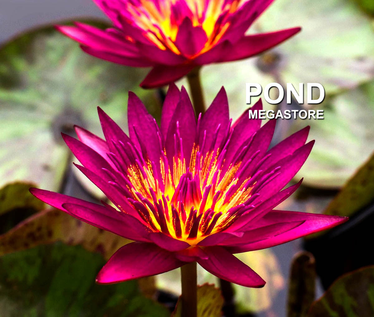 Doris Holt (very red!) Water Lily <br> Day blooming <br> Large Water Lily <br> Ships Spring 2020 ! - pondmegastore