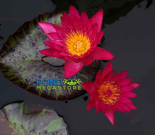 Doris Holt (very red!) Water Lily <br> Day blooming <br> Large Water Lily <br> Ships Spring 2020 ! - pondmegastore
