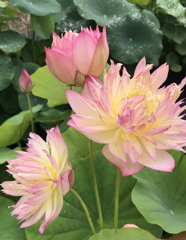 Double Petal Bayi Lotus  <br> Bowl / Tiny Treasure!