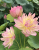 Double Petal Bayi Lotus  <br> Bowl / Tiny Treasure!