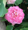 Duplicate Pink Lotus <br> Tall / Heavenly, Large Blooms!