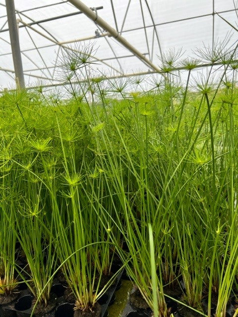 Dwarf Papyrus <br> Great for All Ponds - Pond Megastore