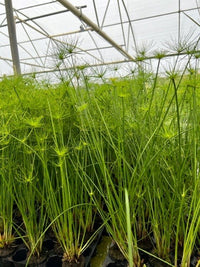 Dwarf Papyrus <br> Great for All Ponds - Pond Megastore
