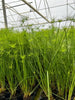 Dwarf Papyrus (ON SALE!) <br> Great for All Ponds!<br>Available now!