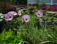 Luna Pink Swirl Hibiscus (Moscheutos) <br> WINTER HARDY <br> - pondmegastore