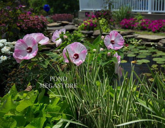 Luna Pink Swirl Hibiscus (Moscheutos) <br> WINTER HARDY <br> - pondmegastore