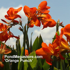 Canna Orange Punch  Orange Punch Canna Lily