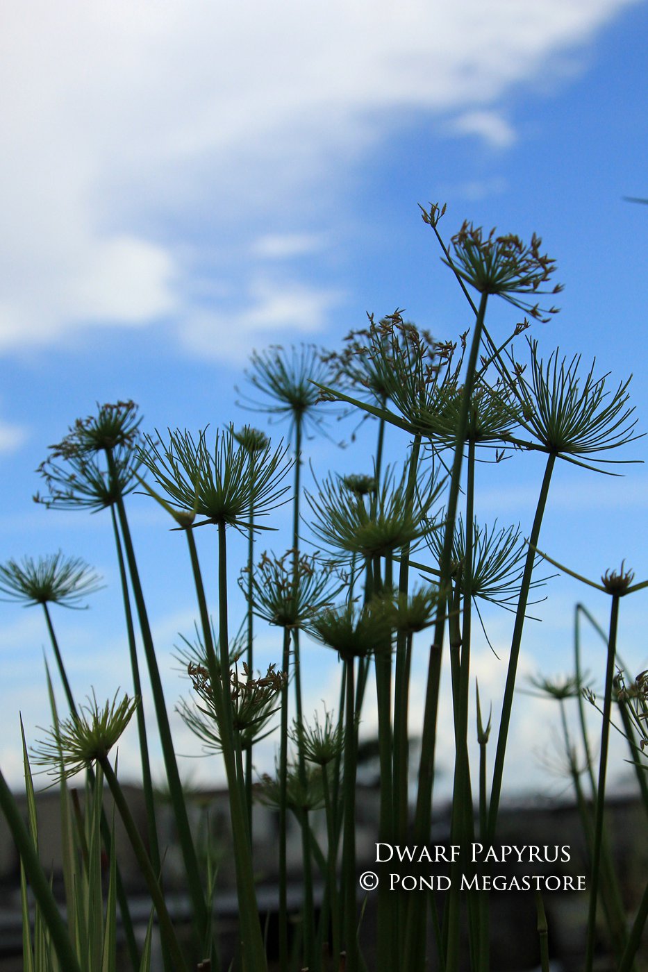 Dwarf Papyrus <br> Great for All Ponds - Pond Megastore