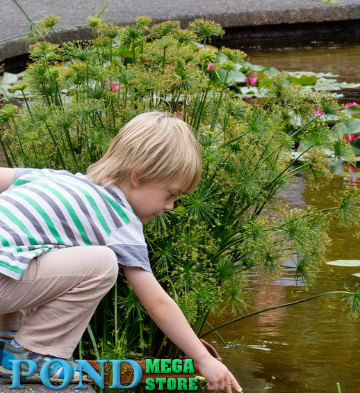 Dwarf Papyrus <br> (Cyperus Haspan) <br> Great for Small Ponds! - pondmegastore