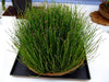 Dwarf Horsetail Rush <br> Equisetum scirpoides <br> Feathery River Horsetail