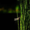 Dwarf Horsetail Rush <br> Equisetum scirpoides <br> Feathery River Horsetail