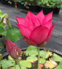 East Lake Pink Lotus <br> Tall / One of our very best bloomers!