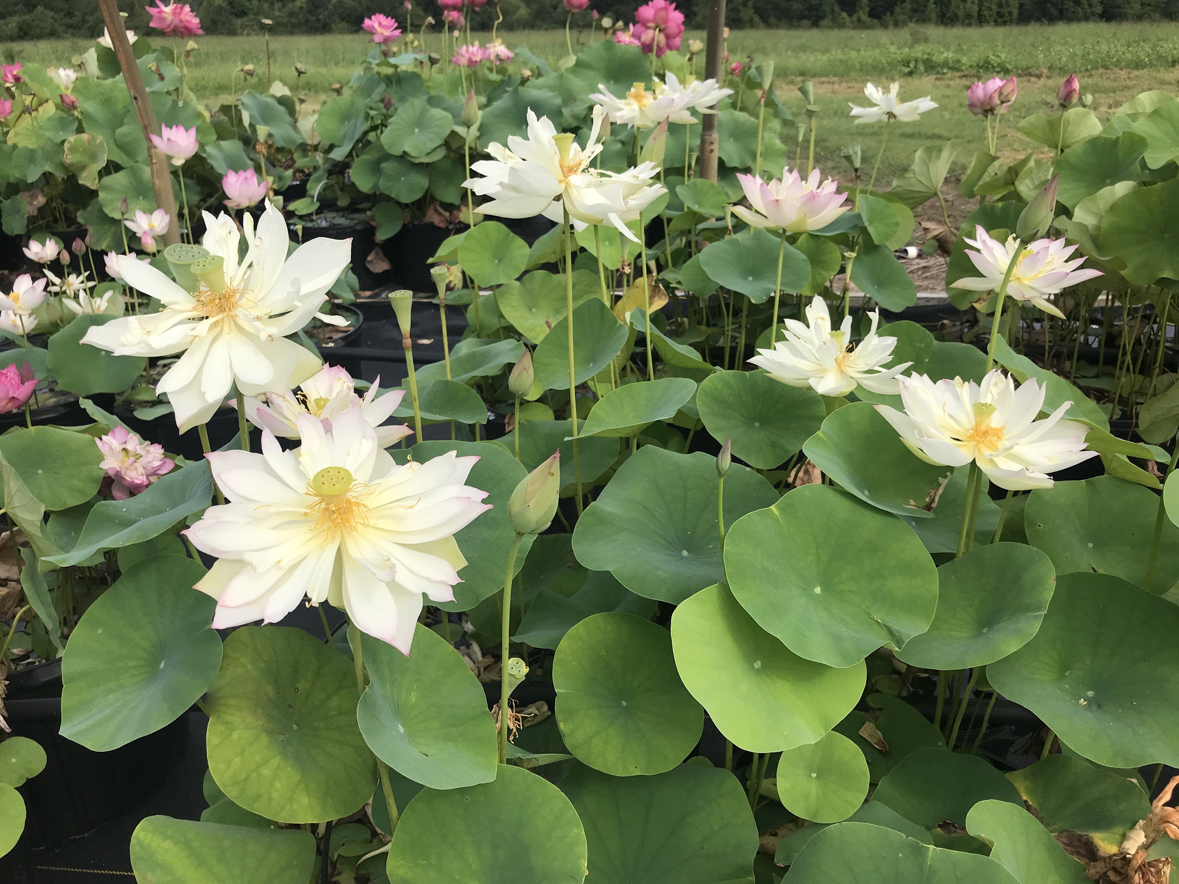Fleur de lotus range coton-tige 
