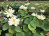 Elegance Lotus <br> Dwarf-Medium / Often Multiple Blooms!