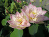 Elegance Lotus <br> Dwarf-Medium / Often Multiple Blooms!