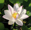 Embolene Lotus