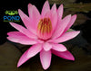 Pink Night Blooming Waterlily <br> Evening blooming <br> THIS SHIPS IN SPRING & SUMMER