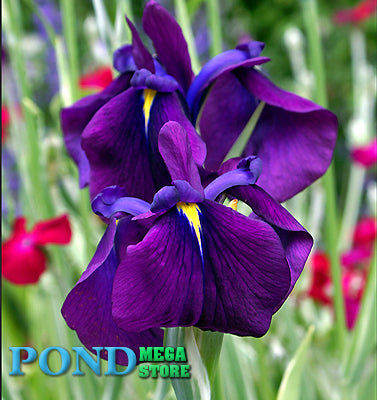Japanese Variegated Iris <br> (Iris Ensata Variegata) <br> - pondmegastore