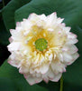 New Cloud Brocade Lotus  <br>  Heavenly Versicolor Flowers