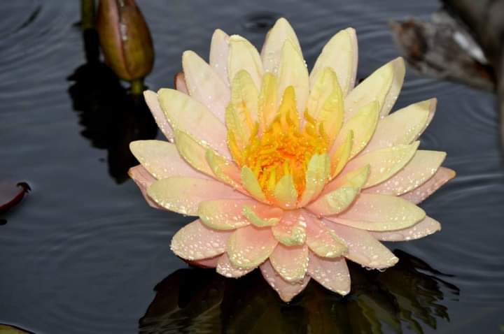 Peach Growers Choice Hardy Water Lily - Pond Megastore