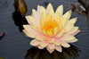 Peach Waterlily, Growers Choice! Nicest Peach Lily available on the date of shipping! <br> THIS SHIPS IN SPRING & SUMMER