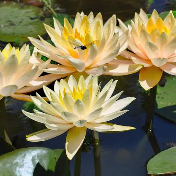 Peach Waterlily, Growers Choice! Nicest Peach Lily available on the date of shipping!