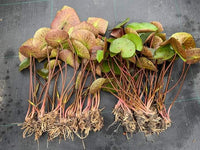 Peach Growers Choice Hardy Water Lily - Pond Megastore