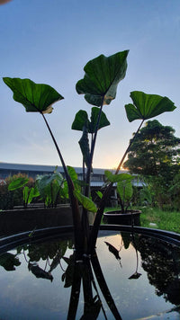 Tea Cup Taro <br> Teacup On Sale! - Pond Megastore