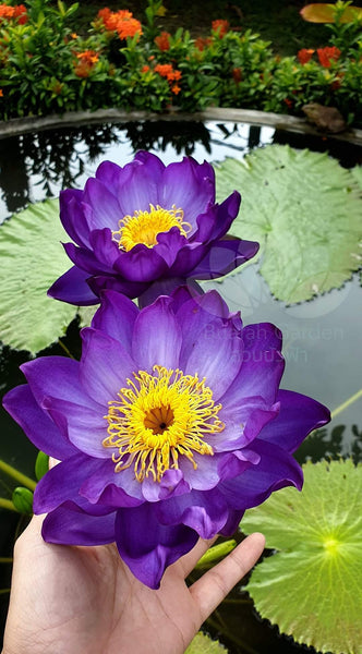 Purple Jealous <br>Most Magnificent Waterlily<br>Sold As Tubers!