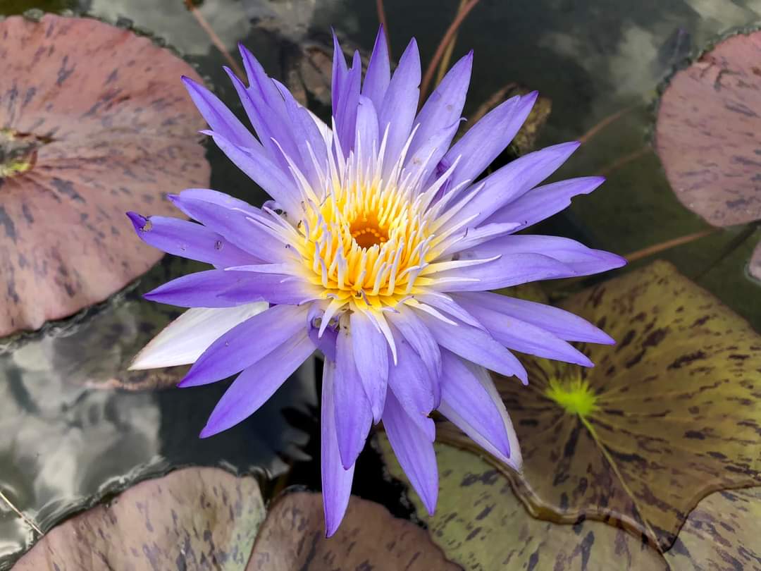 Amethyst Mist Annual Water Lily - Pond Megastore