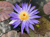 Amethyst Mist Water Lily <br> Blue Waterlily@