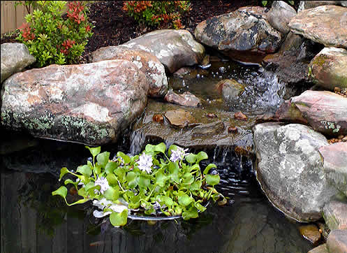 Floating Pond Plant-Koi fish Barrier, (3 Sizes to choose from) , Protect floating plants from koi, Available NOW!