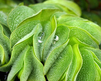 SALVINIA NATANS, FLOATING FERN <br>Choose Portion Size/Weight - Pond Megastore
