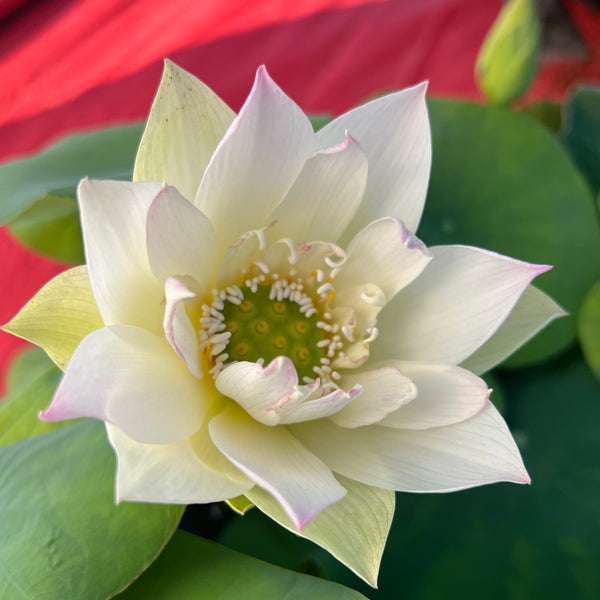 Flower Rain Lotus