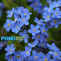 Forget Me Nots, Blue <br> (Myosotis scorpioides) <br> Winter Hardy / Shade loving - pondmegastore