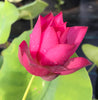 Friend Red Lotus <br> Medium / Heavy Bloomer!