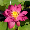 Friend Red Lotus <br> Medium / Heavy Bloomer!