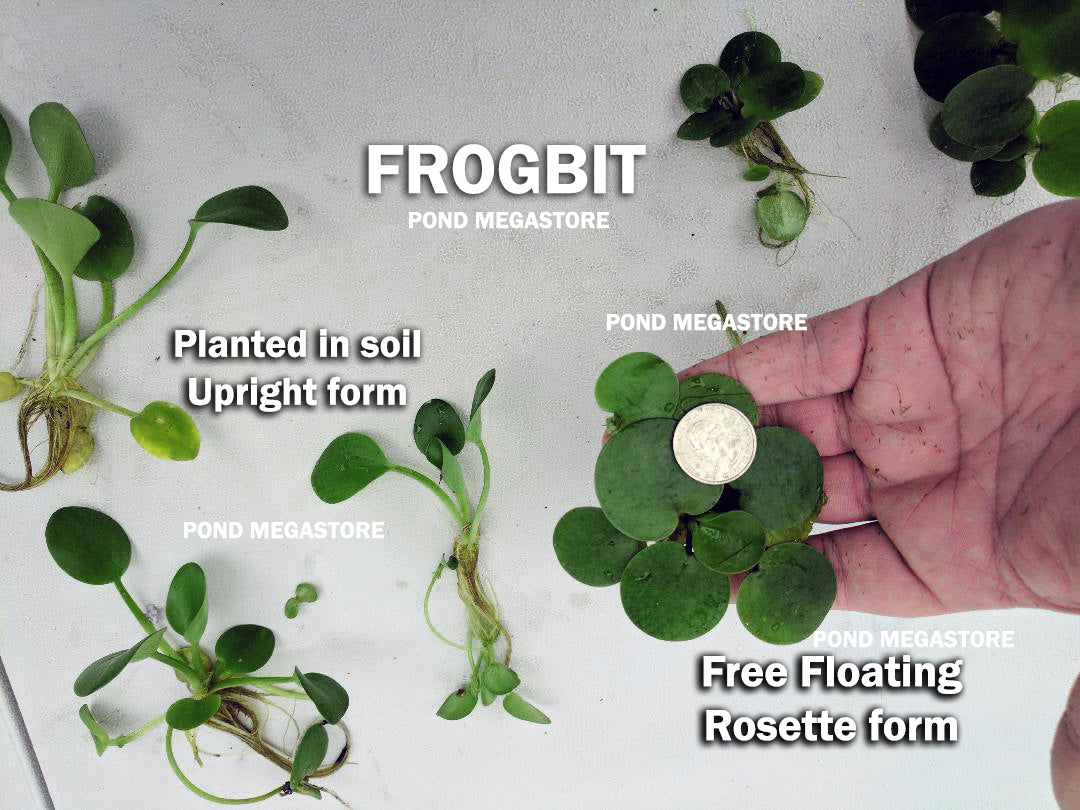 Frogbit (Limnobium Spongia) <br> Floating Plants - pondmegastore