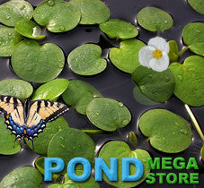 Frogbit (Limnobium Spongia) <br> Floating Plants - pondmegastore